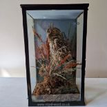 **Taxidermy: an old glass cased Little Owl (Athene noctua) mounted amidst coloured grasses-