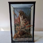 **Taxidermy: an old glass cased Little Owl (Athene noctua) mounted amidst coloured grasses-