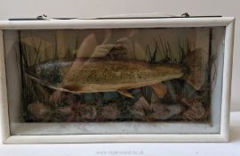 Taxidermy: A brown trout, c.