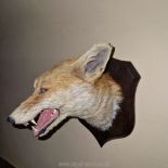 Taxidermy: a rare snarling fox head by Peter Spicer of Leamington Spa (8 ins wide; 9.