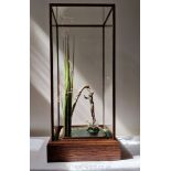 Modern taxidermy: A leaping frog amidst grasses catching a mayfly by Robert Reed of Sussex in glass