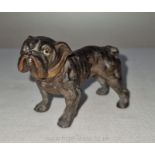 A very attractive Austrian cold painted spelter figure of a bulldog, 2'' high x 3'' wide.