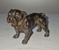 A very attractive Austrian cold painted spelter figure of a bulldog, 2'' high x 3'' wide.