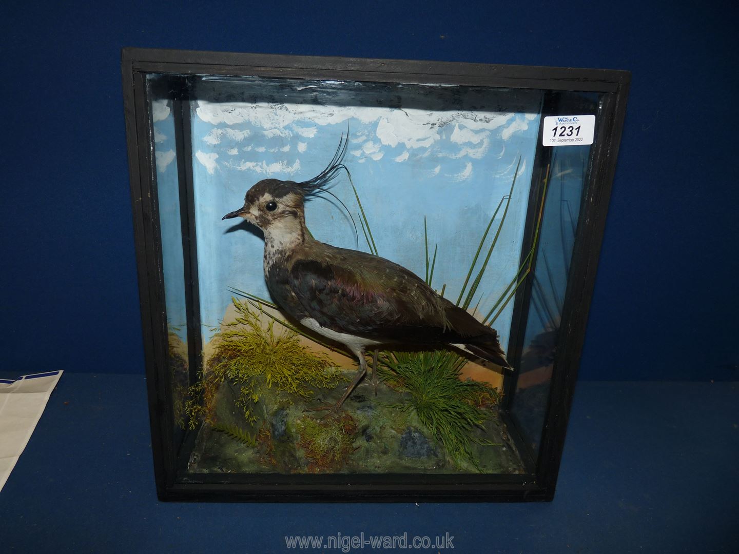 A taxidermy of a Lapwing in a glass case, 14'' x 14 1/2'' high x 6'' deep.