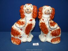 Two brown and white flat back Spaniels, 10" tall.