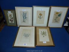 Five framed Botanical prints to include; 'Cystopteris recia', 'Great Leopards Bane', etc.