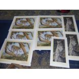 Eight unframed signed prints of wildlife by Anthony Gibbs.