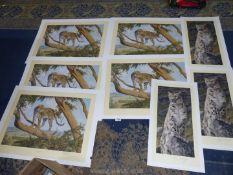 Eight unframed signed prints of wildlife by Anthony Gibbs.
