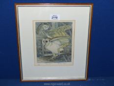 A Limited Edition print (21/50) titled 'Barn Owl', signed in pencil 'Newton Taylor'?.