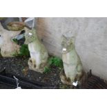 Two concrete foxes, 23'' high.