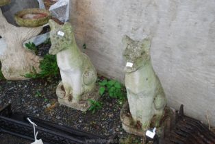 Two concrete foxes, 23'' high.