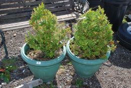 Two potted Box plants.