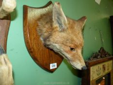 A taxidermy Fox mask on an Oak shield shaped plaque.