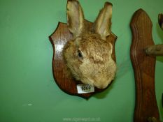 A taxidermy Hare's mask, on an Oak shield shaped plaque.