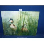 An unframed Oil on canvas depicting a Pair of nesting Grebes.