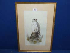 A John Smith watercolour study of a Falcon, 15" wide x 21" high.