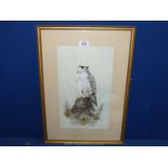 A John Smith watercolour study of a Falcon, 15" wide x 21" high.