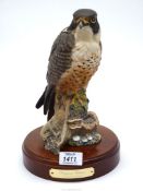 A Royal Doulton Peregrine falcon 843/2500 in matt finish, signed to base, on wooden plinth,