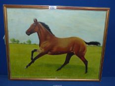 An Oil painting of a Horse, indistinctly signed lower right hand corner.
