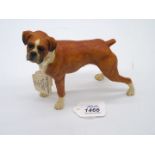 A Border Fine Arts Studio Boxer dog, tan and white matt finish,