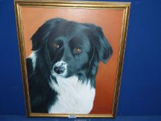 An oil on canvas of a Border Collie by Richard Palmer Romero 2009, 18" x 22".