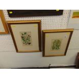 Two framed naturalist prints; Summer fruits 1899 unsigned 34 x 43cm and Wild flowers 1899 unsigned,