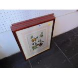 Four framed prints,