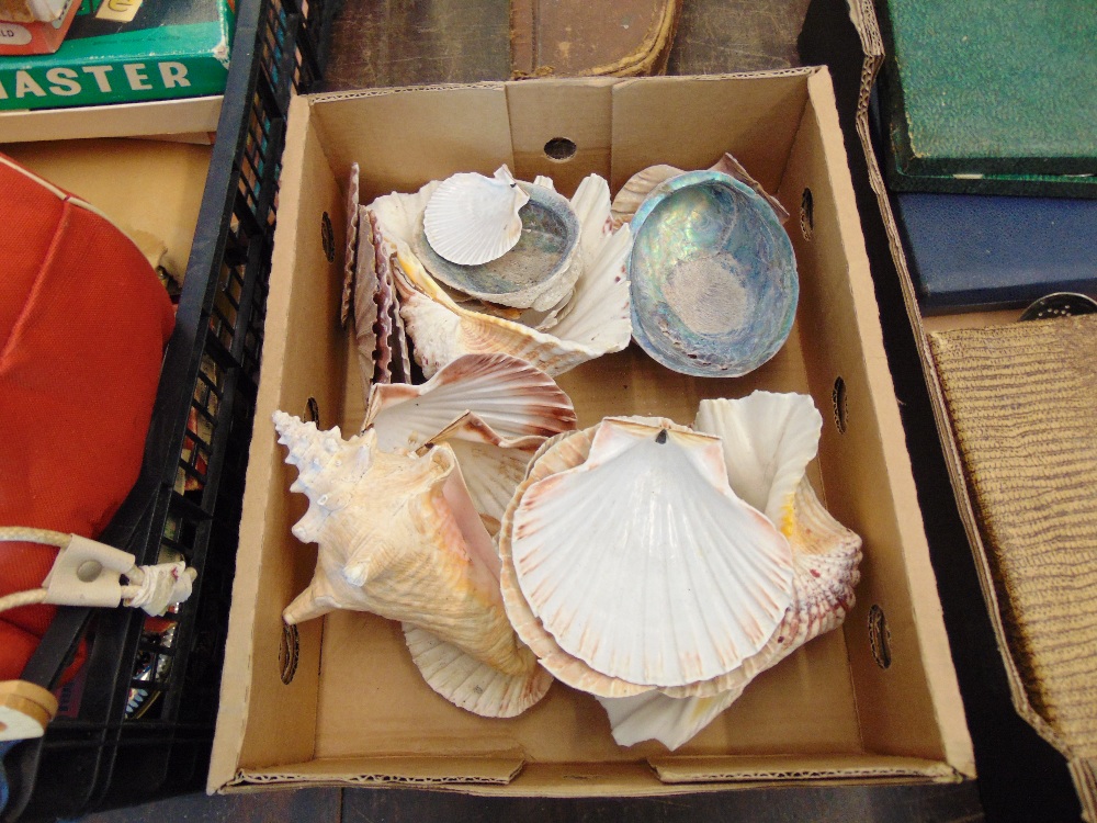 A box of assorted Shells