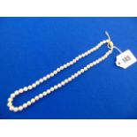A Pearl single row necklace with a 9ct Gold clasp
