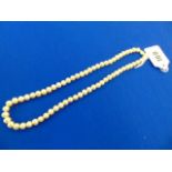 A Pearl necklace with 14ct Gold clasp