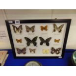 A framed taxidermy 12 butterflies