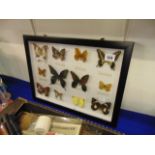 A framed taxidermy of twelve butterfly's