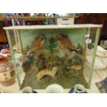 A Taxidermy, birds,