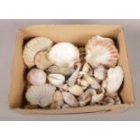 A box of assorted sea shells.
