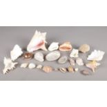 A box of assorted shells and coral. To include a Conch shells, mother of pearl open mollusc shells