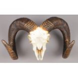 A taxidermy ram skull with curved horns. (24cm x 40cm)