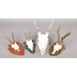 Four taxidermy deer skulls. Including three mounted on wooden plaque.