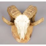 A taxidermy ram skull with curved horns. On wooden mount. (28cm x 33cm)