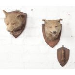 Three pieces of taxidermy. To include two mounted fox heads on oak shield plaques one by F.W