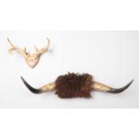 A pair of animal horns. To include a large pair of cow/buffalo horns mounted on a wooden shield