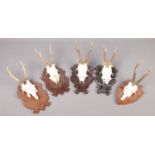 Five deer taxidermy skulls mounted on wooden plaques.