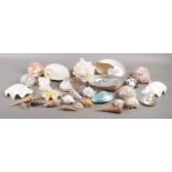 A good collection of sea shells.