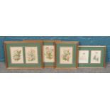 A quantity of framed prints showcasing botanical studies, including Honeysuckle, Jasmine and