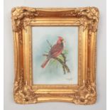 A gilt framed oil on canvas. Study of a bird. 25.5cm x20.5 cm