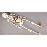 An anatomical model skeleton of the human body. (110cm)