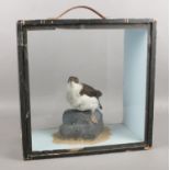 A cased taxidermy study of a Little Auk. (14cm x14cm case)