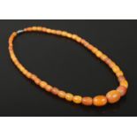 A large graduated amber necklace. 59cm long, largest bead 22mm wide. 35g.