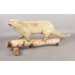 Taxidermy: Study of an otter, possibly albino (lutra lutra), perched on silver birch log. 90cm long,