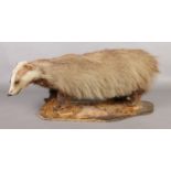 Taxidermy: Study of a European Badger (Meles Meles), mounted on wooden plinth. 70cm long. Damage