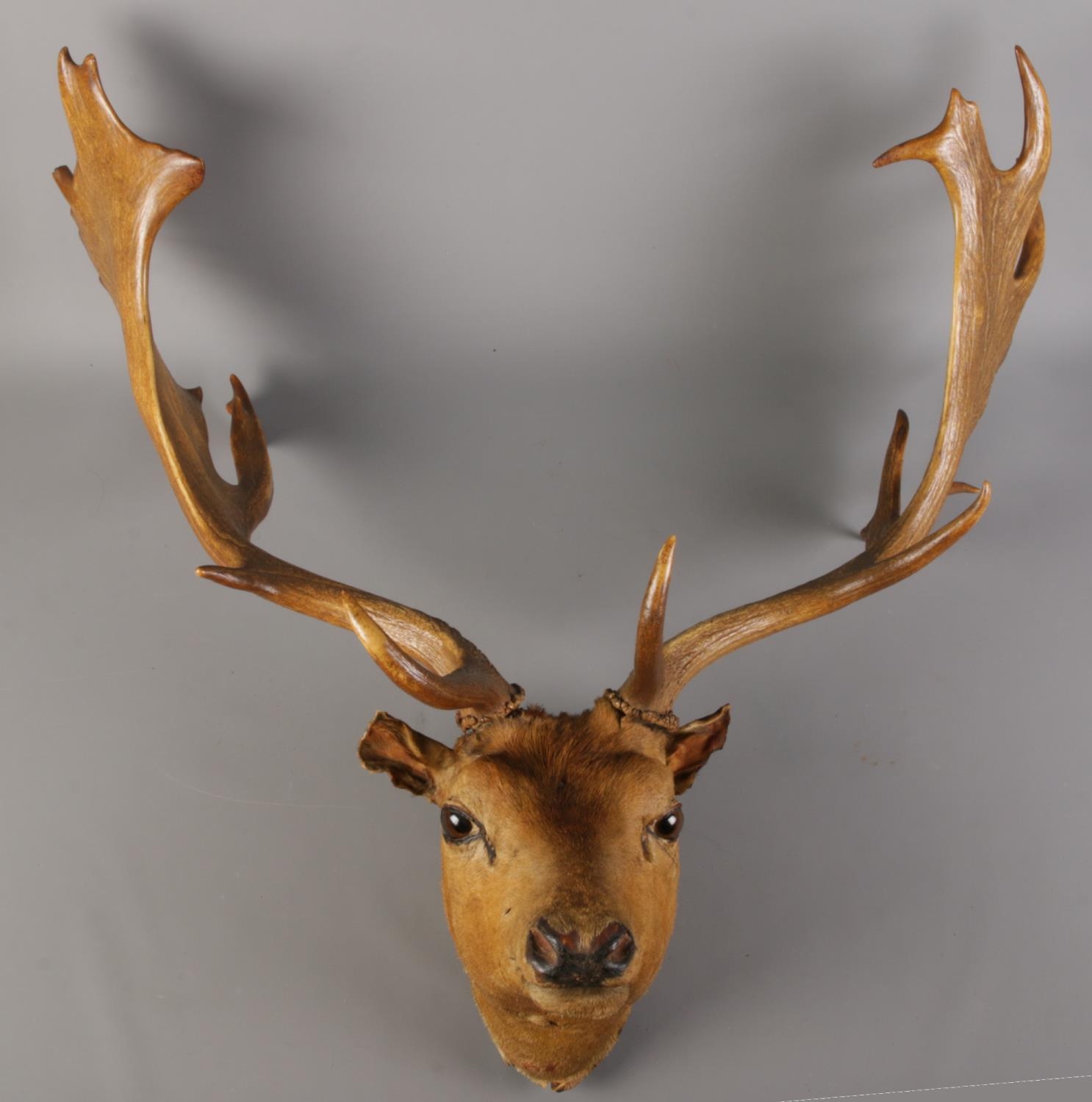 A large taxidermy buck fallow deer (Dama Dama), on small shoulder mount. Width of antlers: 73cm.